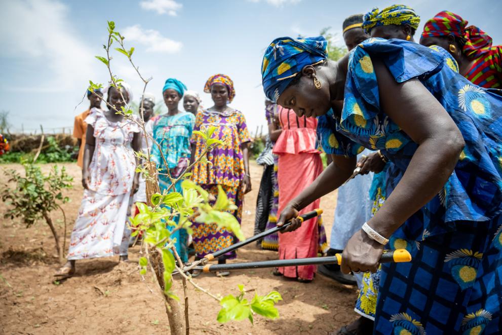 220627-cifor-icraf-world-restoration-flagship-regreening-africa-sengal-kelvin-trautman